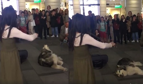 ▲▼歐洲奧地利，一名來自台灣的美女小提琴街頭藝人演出，引來一隻可愛哈士奇的青睞，加入仰頭高歌，超萌即興雙人演出，讓現場圍觀群眾都忍不住笑出來。（圖翻攝自Facebook／Christina Krawec）