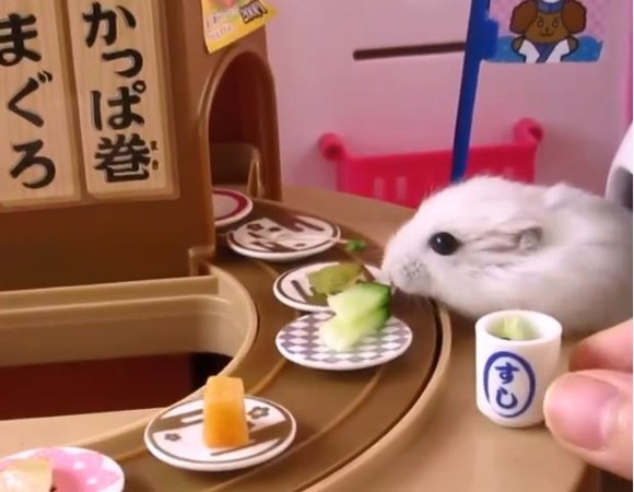 小倉鼠吃迴轉壽司，這舉動網笑翻！（圖／翻攝自臉書《爆料公社一日小編》）