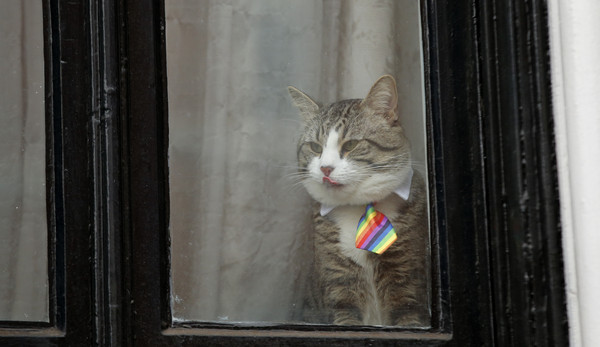▲▼ 維基解密創辦人亞桑傑（Julian Assange）藏身厄瓜多駐倫敦大使館長達6年。據信圖中這隻貓是亞桑傑所養的寵物貓。（圖／達志影像／美聯社）