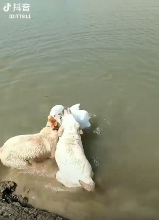 天兵汪救肥鵝上岸，牠O型嘴慘叫！（圖／翻攝自抖音APP「TT811」）