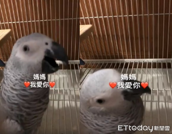 ▲灰鸚鵡歪頭甜喊「媽媽，我愛妳～」，啾完露出自信笑：拍拍手。（圖／網友林憶如提供，請勿隨意翻拍，以免侵權。）