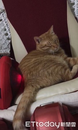 貓皇爽躺溫感按摩椅，瞇瞇眼度估。（圖／網友吳芳儀提供，請勿隨意翻拍，以免侵權。）
