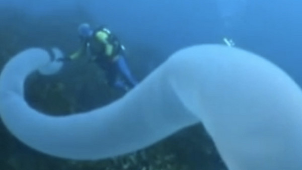 海底的獨角獸「巨型火體蟲」。(圖／取自YouTube)