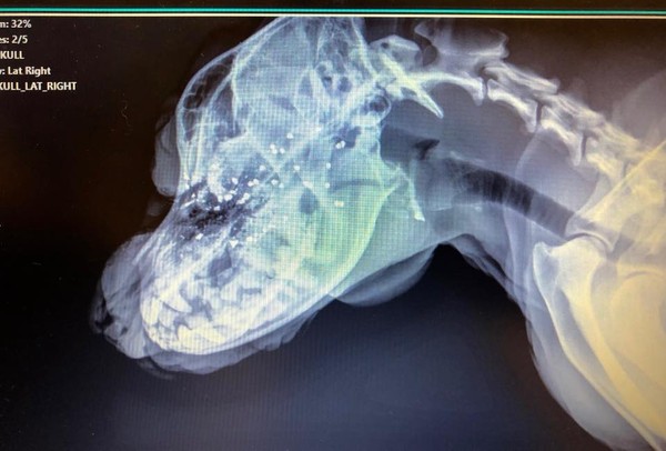 狗狗臉被飼主射破洞。（圖／翻攝自Danielle Reno）