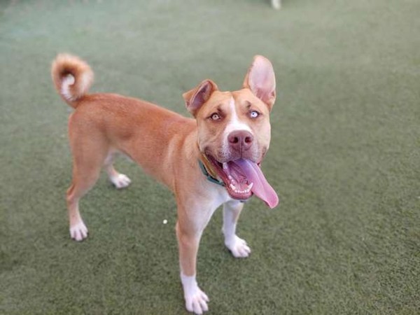 （圖／翻攝自Facebook／Arizona Animal Welfare League & SPCA）