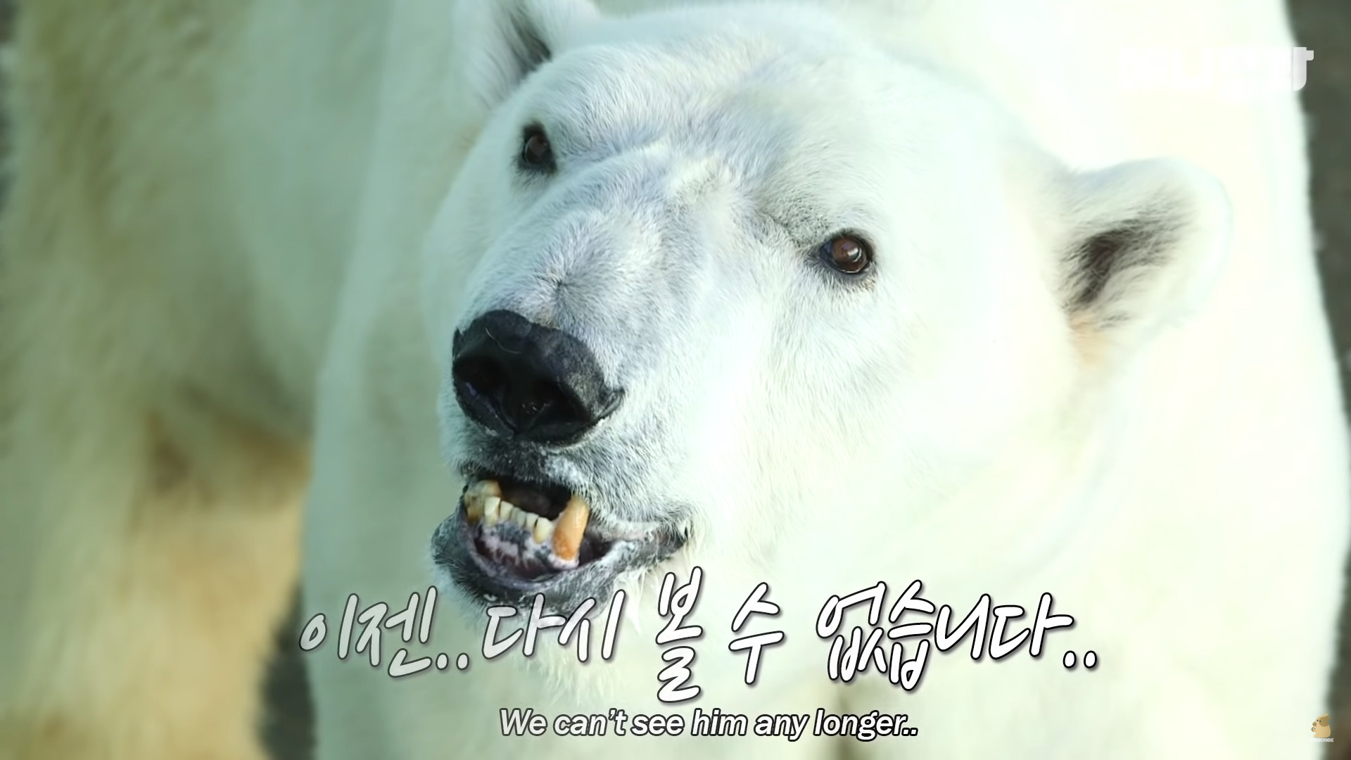 ▲▼北極熊彈平（圖／翻攝自Youtube@SBS TV동물농장x애니멀봐）