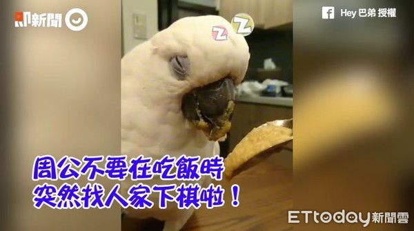 ▲鸚鵡巴弟「嘴巴沾滿飼料」定格度辜　眼睛要閉不閉萌翻。（圖／即新聞）