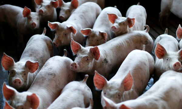 ▲▼美中貿易戰打不停，連豬隻飼料都受影響。示意圖（圖／路透）