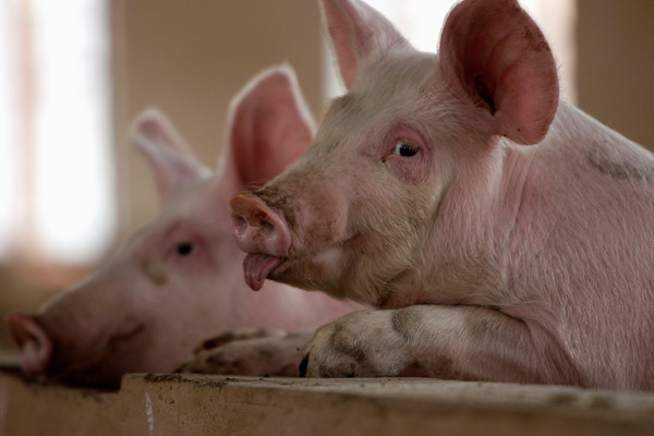 ▲▼美中貿易戰打不停，連豬隻飼料都受影響。示意圖（圖／路透）