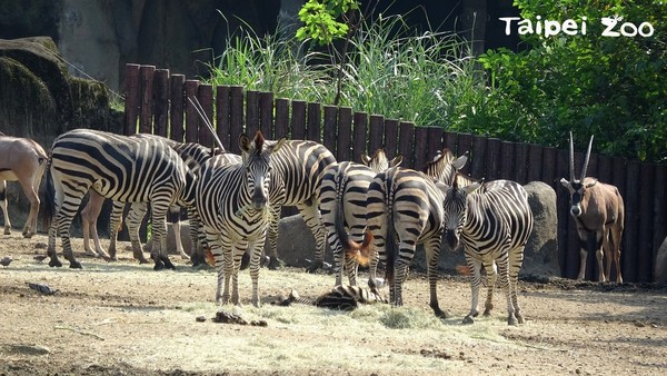 ▲東非劍羚與查普曼斑馬。（圖／台北市立動物園提供）