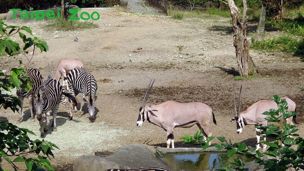 ▲東非劍羚與查普曼斑馬。（圖／台北市立動物園提供）