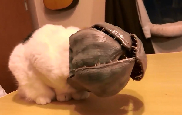 貓戴防舔頭套，下秒「血嘴開花」。（圖／翻攝自日本Twitter用戶「kri1226」）