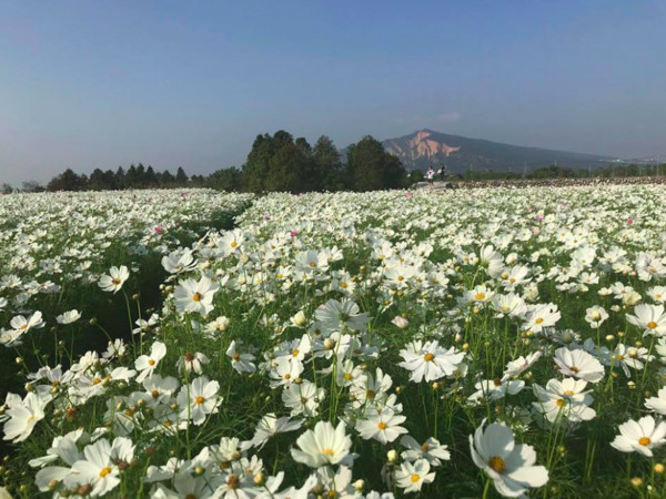 ▲中社觀光花市花海。（圖／取自中社觀光花市臉書專頁）