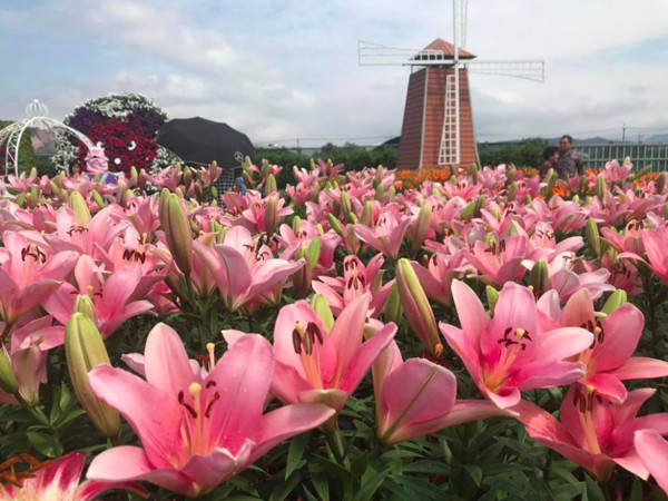 ▲中社觀光花市花海。（圖／取自中社觀光花市臉書專頁）