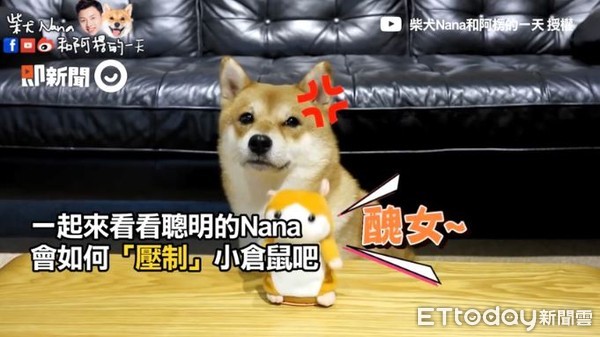 ▲柴犬Nana被罵醜女超生氣，一巴掌把倉鼠打壞。（圖／柴犬Nana和阿楞的一天）