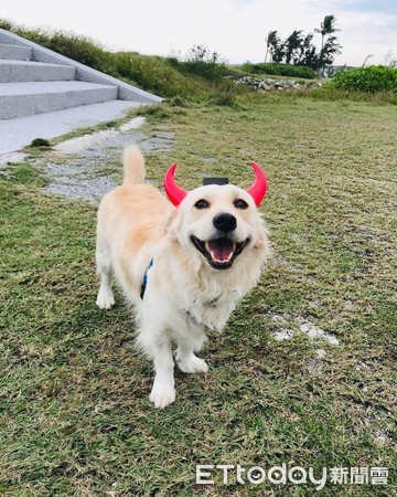 汪被吵醒暴怒！聽這3字秒變萌貓。（圖／飼主楊雨娜，請勿隨意翻拍，以免侵權。）