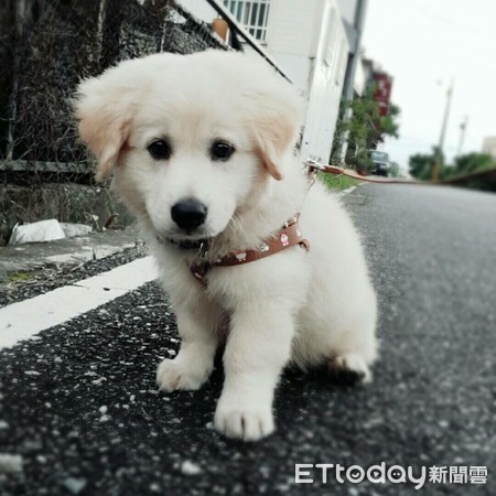 汪被吵醒暴怒！聽這3字秒變萌貓。（圖／飼主楊雨娜，請勿隨意翻拍，以免侵權。）