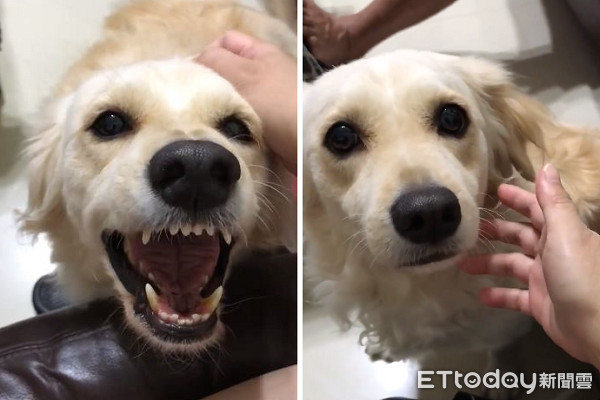 汪被吵醒暴怒！聽這3字秒變萌貓。（圖／飼主楊雨娜，請勿隨意翻拍，以免侵權。）