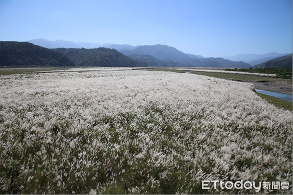 ▲▼蘭陽溪白芒美景再現。（圖／記者游芳男翻攝，下同）