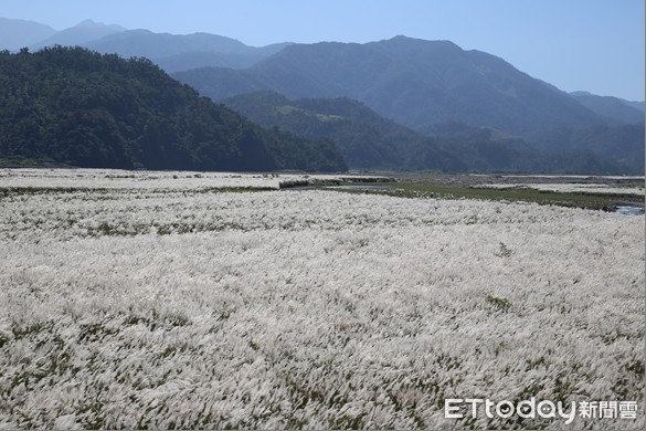 ▲▼蘭陽溪白芒美景再現。（圖／記者游芳男翻攝，下同）