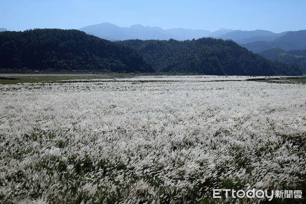 ▲▼蘭陽溪白芒美景再現。（圖／記者游芳男翻攝，下同）