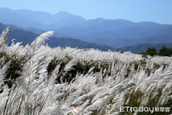 ▲▼蘭陽溪白芒美景再現。（圖／記者游芳男翻攝，下同）