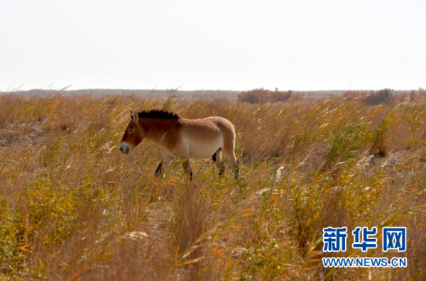 ▲▼2018年10月16日在敦煌西湖國家級自然保護區拍攝的普氏野馬。（圖／新華社）