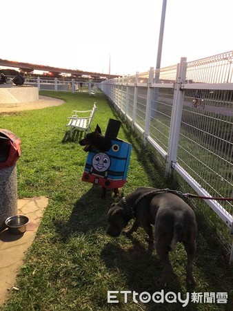 ▲杜賓犬化身湯瑪士小火車，在公園暴衝嚇跑狗狗。（圖／網友Ruby Ko授權提供）