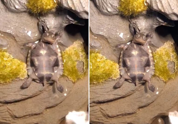 烏龜遭抓包曬日光浴，秒瞇眼裝睡。（圖／翻攝自臉書專頁9GAG）