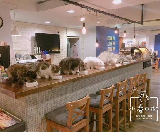 ▲準備被萌翻吧！精選台北 7 家「寵物餐廳」，除了咖啡廳竟然還有涮涮鍋！。（圖／dappei提供）