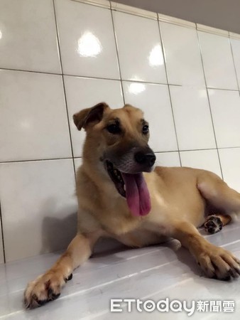 受虐犬小黃妹妹。（圖／萌犬食堂寵物美容/住宿提供）