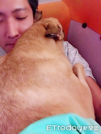 受虐犬小黃妹妹。（圖／萌犬食堂寵物美容/住宿提供）