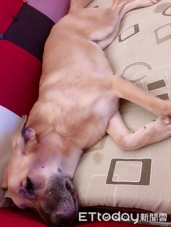 受虐犬小黃妹妹。（圖／萌犬食堂寵物美容/住宿提供）