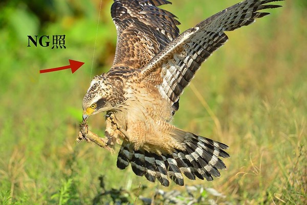 ▲ 餵食誘拍不可行 民眾呼籲尊重野生動物。（圖／記者郭世賢翻攝）