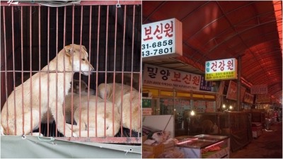 夏季飄散剁肉惡臭…釜山政府霸氣拆狗肉市場　鄰居狗終於不再失蹤