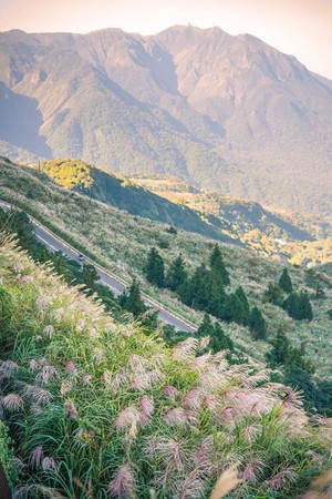 ▲▼陽明山芒草季。（圖／洛克夫人愛犀利提供）