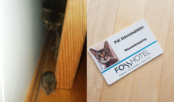 ▲▼罐罐自己賺！冰島連鎖飯店聘用貓咪捕鼠員　還給超萌工作證。（圖／翻攝自Instagram:pal.the.mousekeeper）