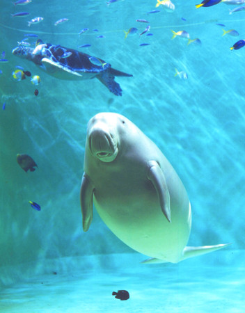 ▲鳥羽水族館鎮館之寶─儒艮。（圖／翔笙旅行社提供）