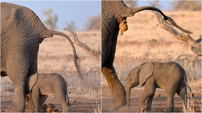 超「溫腥」母子日常　小象緊跟母象突然天降大物...媽媽放屎啦！