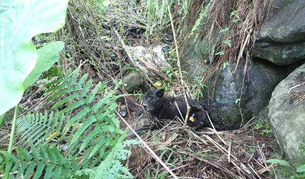 ▲▼三芝流浪狗摔下抖坡傷重哀鳴　動保員垂降2層樓「開路」救援。（圖／新北市動保處提供）