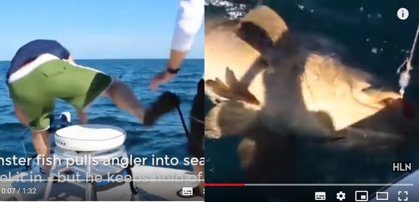 300公斤怪力魚把猛男釣客拖下海　被捕網求情：放了牠吧。（圖／翻攝自YouTube／Headline News）
