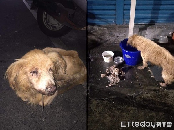 舌頭潰爛竟被餵骨肉 有主老癌犬 雨中翻垃圾找食物 Ettoday寵物雲 Ettoday新聞雲