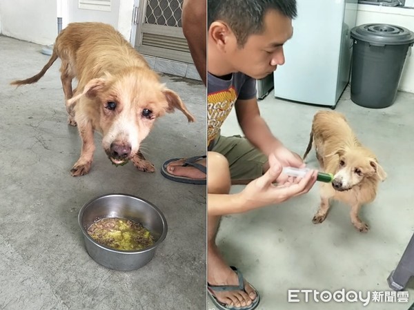 ▲口腔癌老狗舌頭潰爛難進食，導致營養不良脫水。（圖／臉書粉專「狗窩1／2」授權提供）