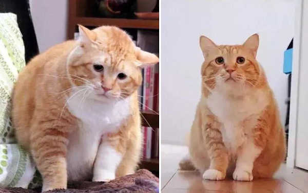 流浪貓變胖大叔！24HR苦瓜臉爆紅。（圖／翻攝自日本Instagram用戶「gupitaro」）
