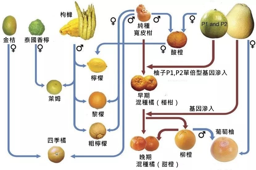 ▲▼（圖／翻攝Guohong Albert Wu et al., Nature. doi: 10.1038）記者余宙中文化