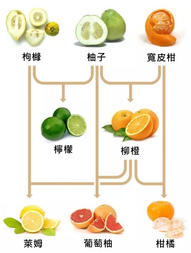 ▲▼（圖／翻攝Guohong Albert Wu et al., Nature. doi: 10.1038）記者余宙中文化