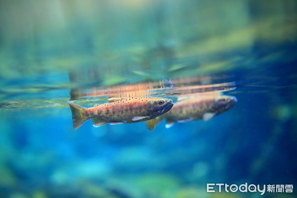 ▲今年在南投合歡溪放流3000尾的櫻花鉤吻鮭，堪稱史上數量最多的一次。（圖／雪霸國家公園管理處提供）