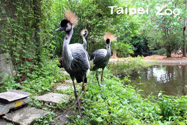 ▲幼鶴們量體重。（圖／台北市立動物園提供）