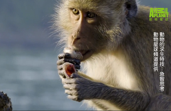 ▲食蟹彌猴懂得使用工具敲開貝類取出食物。（圖／動物星球頻道提供）