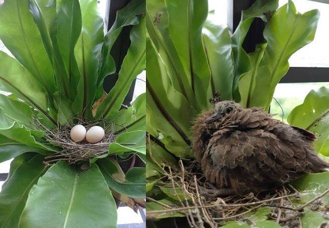 ▲▼ 野鳥飛陽台盆栽築巢，網友建議「別摸別開窗」            。（圖／翻攝自爆廢公社）